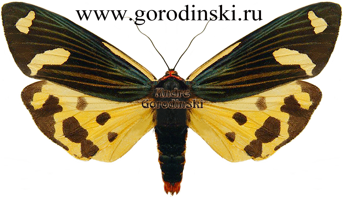 http://www.gorodinski.ru/arctiidae/Euleechia poultoni.jpg